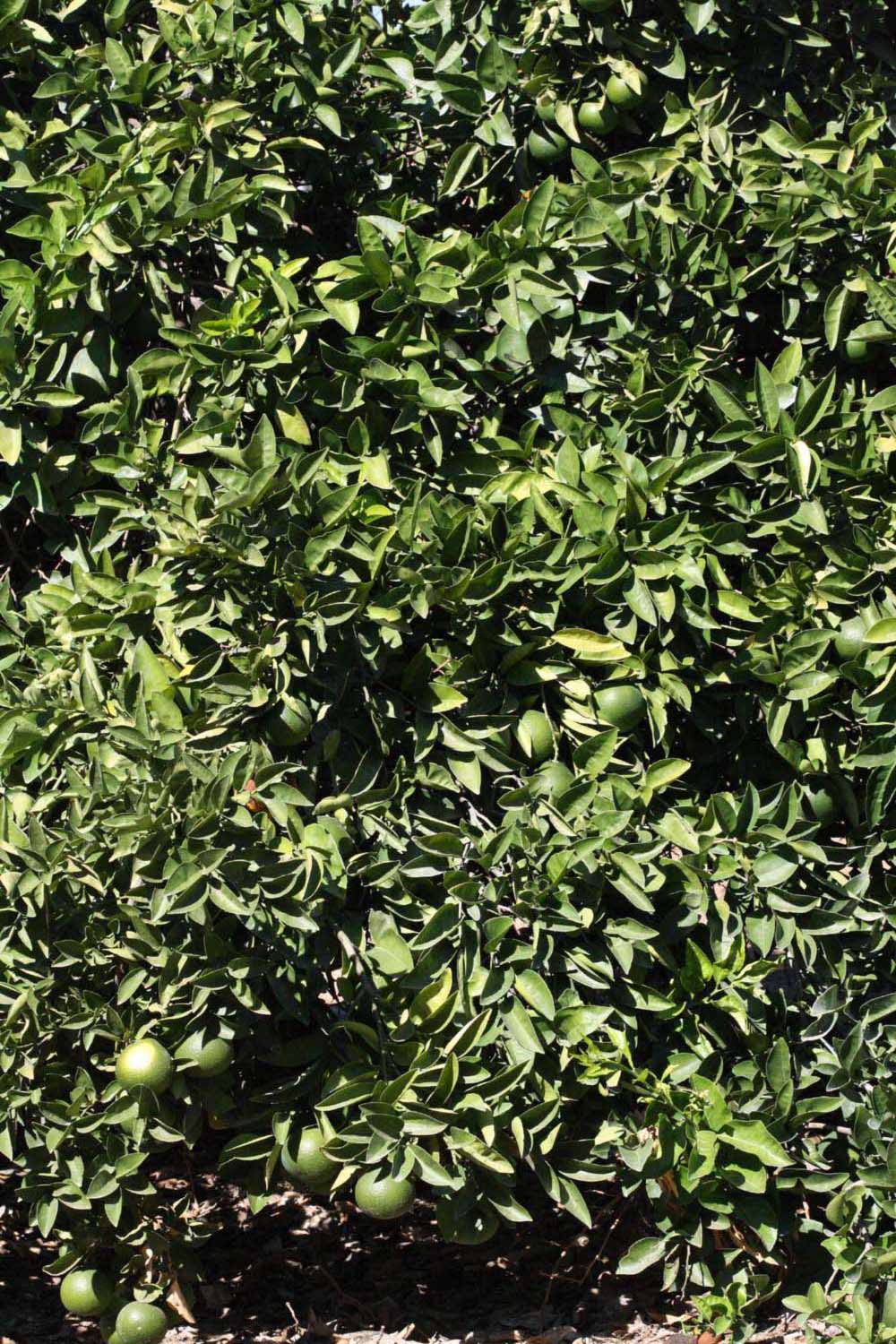            Habit (Riverside, CA)   